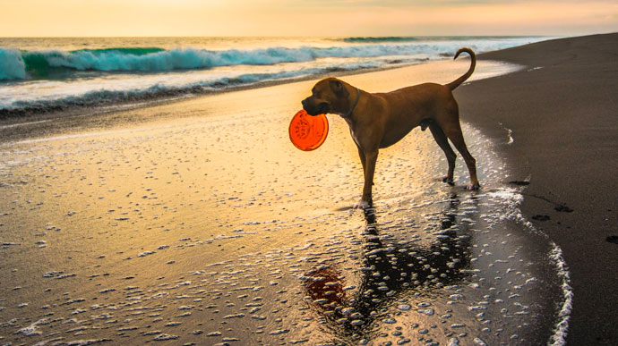 dog holding frisbee on cape cod beach