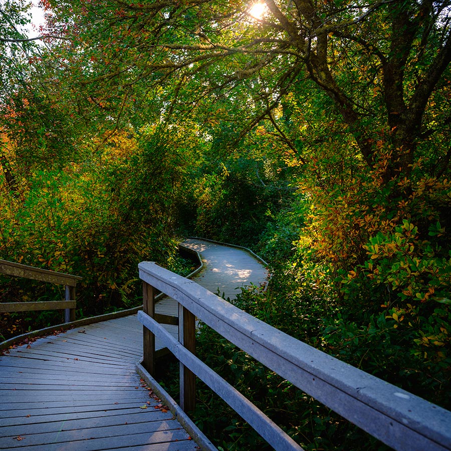 hiking boardwalk path through dense forest on cape cod